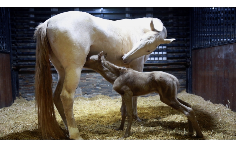 驚喜 | 首次冬天誕生小汗血馬駒！